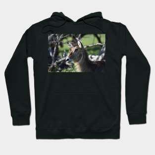 Waterbuck Hoodie